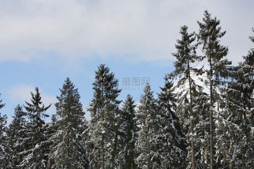 森林白色的雪覆盖着树木与蓝天对立季节图片