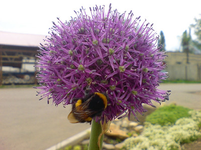大约高加索人圆紫罗花开和蜜蜂黄色的图片
