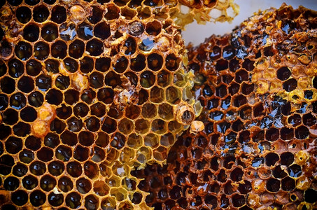 养蜂业蜜细胞蜡巢窝香极端食物背景图片