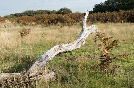 在荷兰沙丘的地貌中树桩上蕨类植物水乐园橡木背景图片