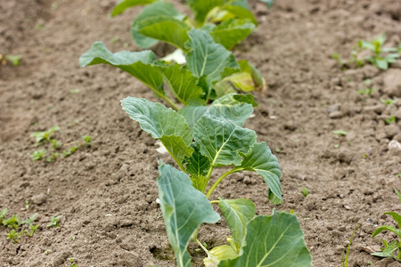 环境土地花园农业和艺配有机种植的卷心菜图片