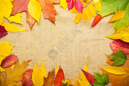多彩秋叶边框背景图片
