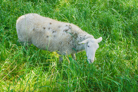 斑点景观男紧地在草原上放牧的白羊独一图片