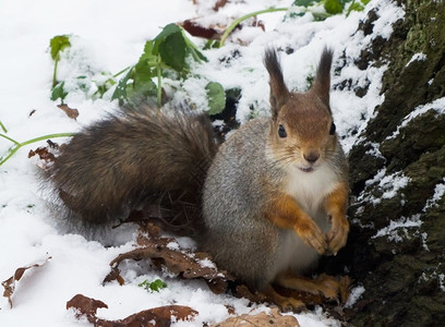 雪地里小松鼠雪地里的小松鼠背景