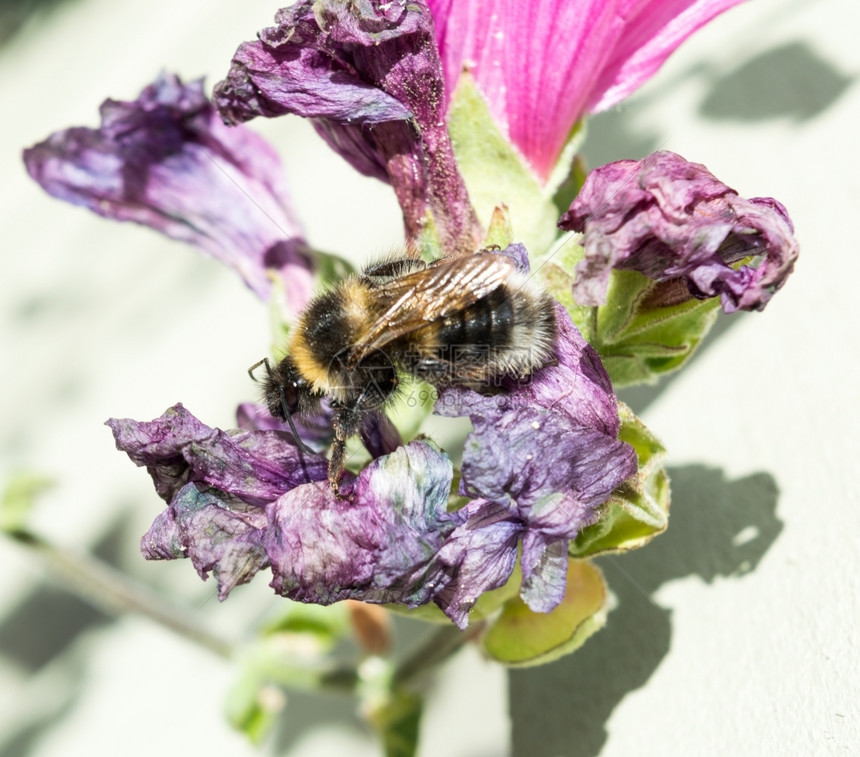 漏洞触手一种蜜蜂收集花粉从一朵死去的花图片
