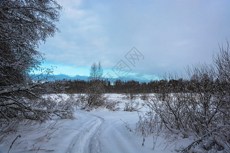 美丽的冬季风景在12月寒冷的一天有雪覆盖树木天空多云十二月木头场景图片