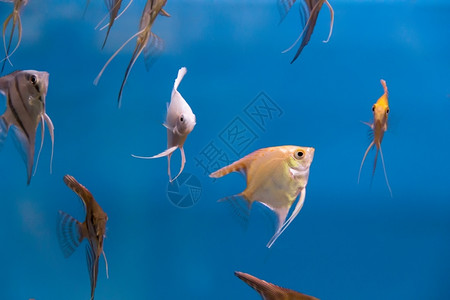 绿松石金鱼热带淡水族馆加彩礼照片标量背景图片