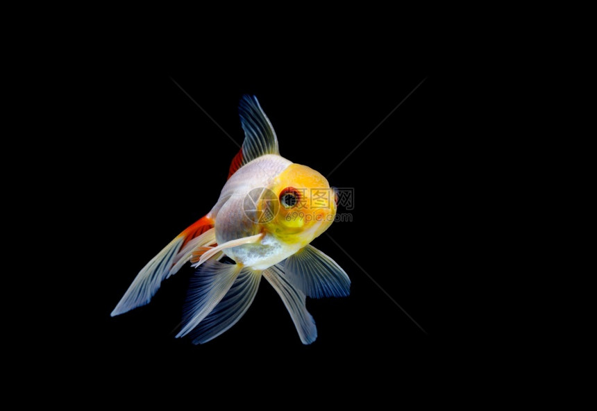 金的团体宠物在水族馆里被困在黑色深背景的金鱼不同颜色的Carassiusanuratus图片