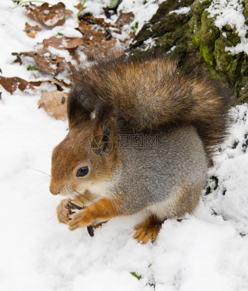 雪后的小松鼠图片