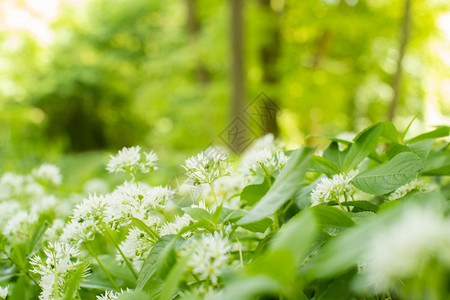 草本植物荒野近距离靠木林野生大灰石蒜图片