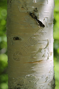 树在角上皮颜色季节灰的图片