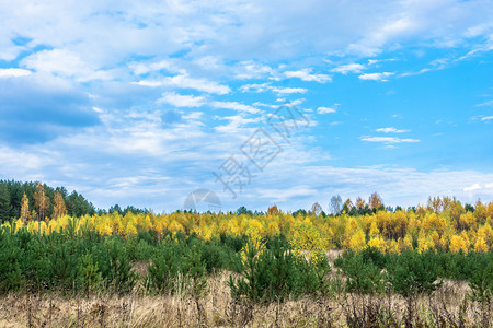 在绿松树和蓝云天空的背景下将黄色秋天树除去绿季节路图片