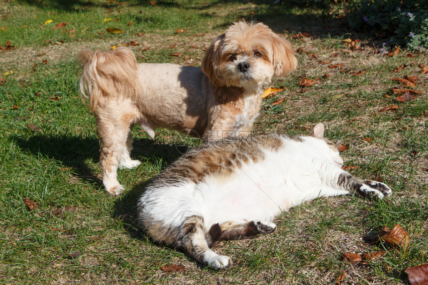 草宠物红拉萨阿波索狗和小猫躺在花园里藏图片