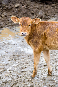 湿的相机动物嫩红小牛群看着镜头图片