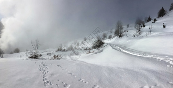 寒冷的风雪多树木少天空多云下雪的足迹图片