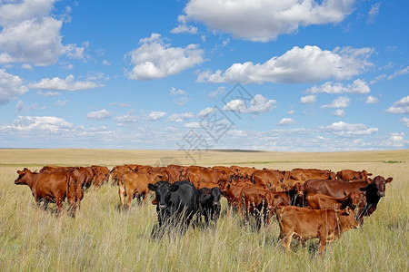 牛群图片