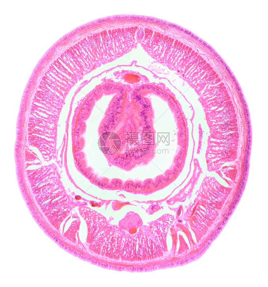 动物学显微镜下PlanariaCS的截面动物生图片