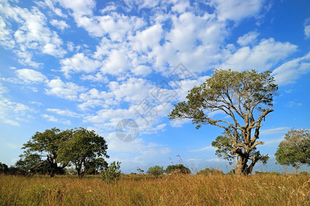 生态稀树草原非洲热带景观地上树林天空多云南非蓝色的图片