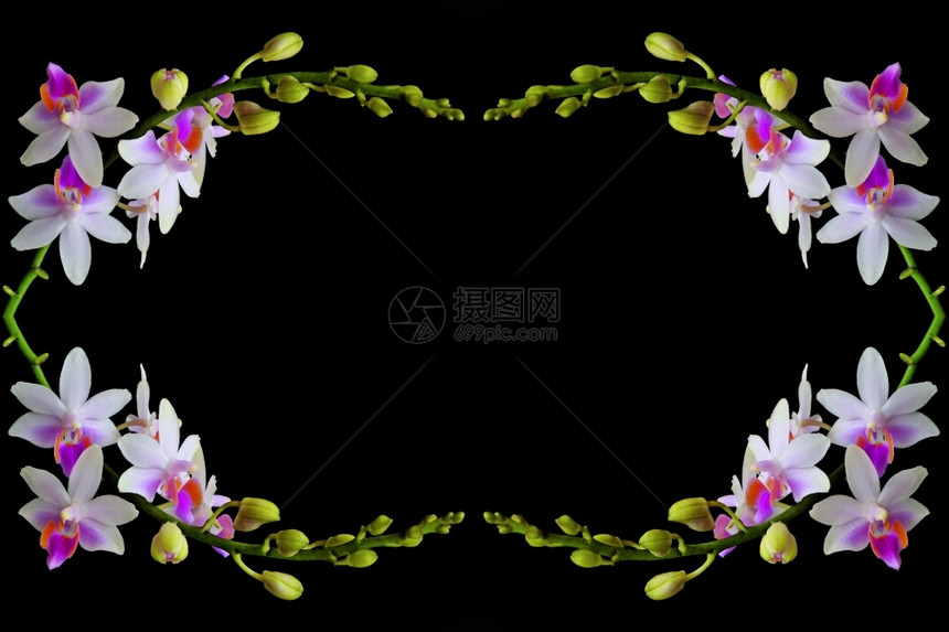 花瓣植物粉红兰Palaenopsis混合体的美丽热带分支白底隔离装饰图片