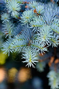 蓝色的背景和纹理蓝色fir树枝黑色背景有模糊明亮的喜庆灯绿色云杉图片
