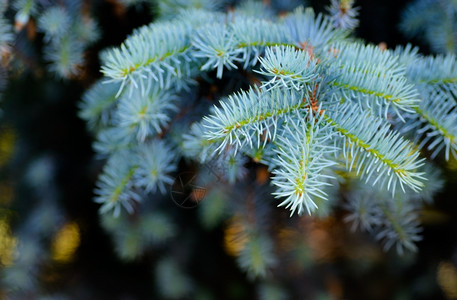 美丽背景和纹理蓝色fir树枝黑色背景有模糊明亮的喜庆灯季节的图片