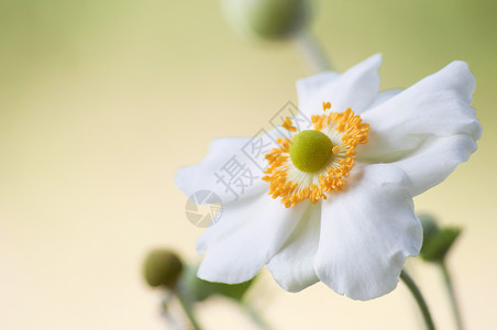 开花明亮的白色天然本底花朵中的白葵和安眠图片