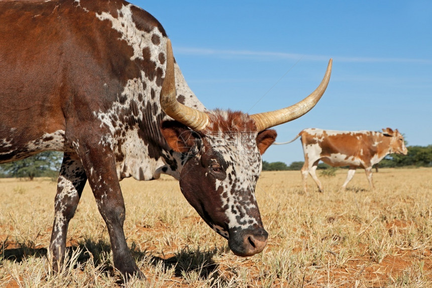 南非土著牛群Nguni母牛的肖像南非牧场品种洲图片