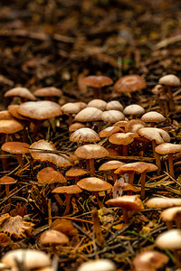 秋天数个蘑菇在隐形森林底层的蘑菇细节湿图片