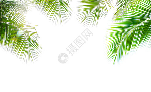 椰子棕榈树的绿叶白色背景上孤立的镜头照明弹叶子绿色耀斑图片