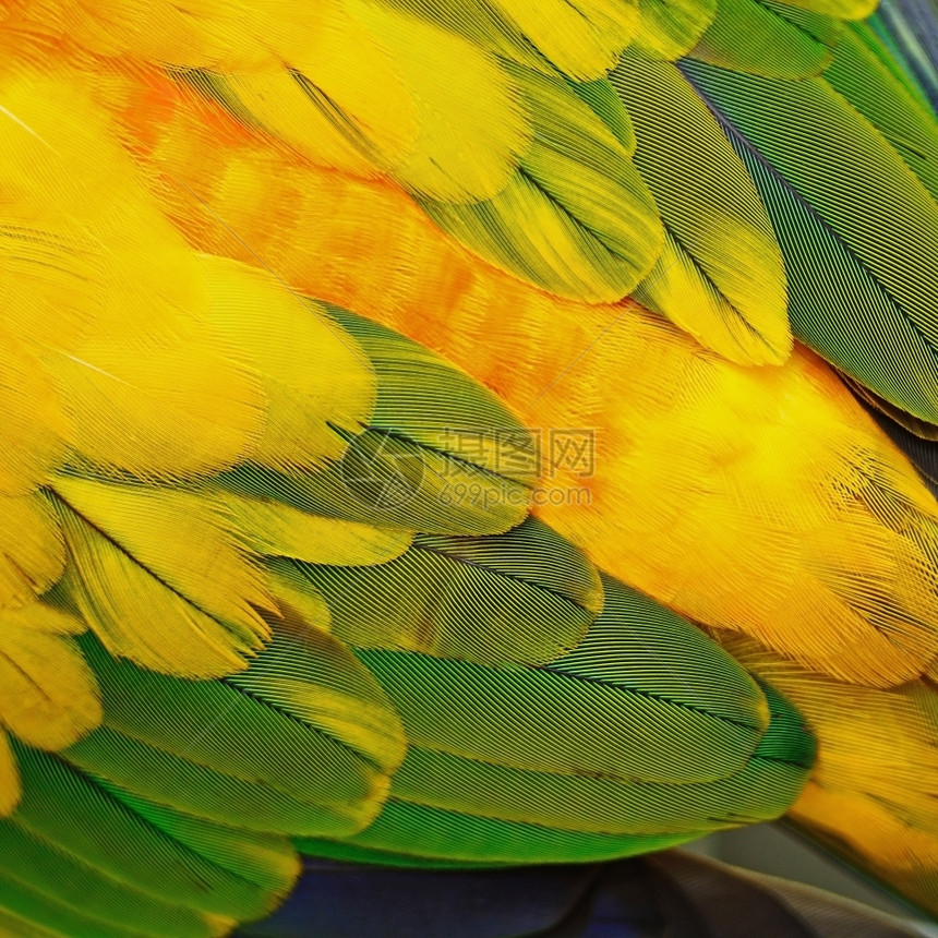 阮詹色彩繁多的黄和橙鸟羽毛太阳质卷羽毛背景禽类宠物图片