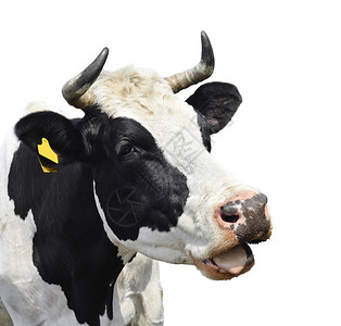 在白牛口罩上被孤立的有趣奶牛关闭黑白肖像庄稼脸色的图片