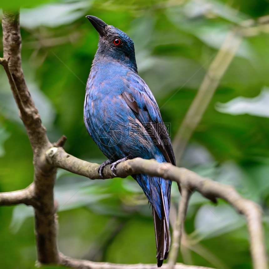 鸟类学蓝一只亚洲仙女蓝鸟Irenapuella侧面简介伊雷娜女图片