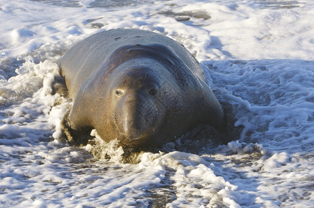海豹发呆生物亨德森野动濒危大象海豹在浪中的滩上背景