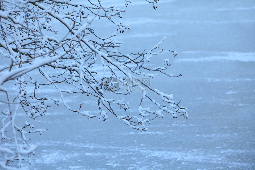 冬季风景自然的雪落白在树上的枝分支白色的圣彼得堡图片