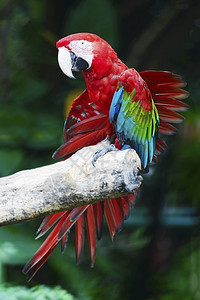 美丽的鹦鹉鸟绿翼麦考站在日志上侧配置羽毛翅膀颜色图片