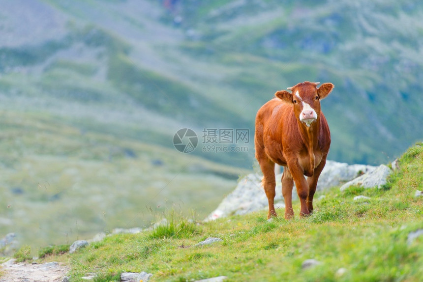 财团夏天在瑞士阿尔卑斯山的牧场中有机自然图片