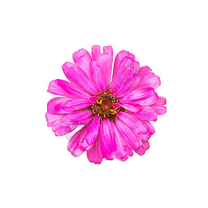 白背景的Zinnia花朵植物开粉色的图片