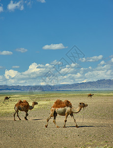 沙漠上的骆驼背景图片