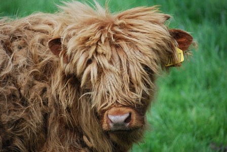 以典型长头发的雄高原小牛群牧场哺乳动物家畜图片