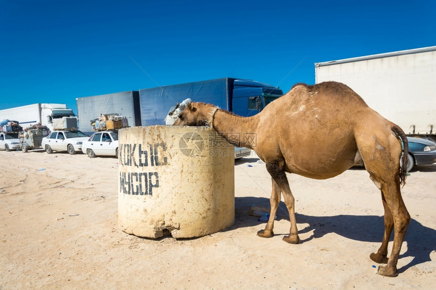 热在阳光明媚的日落子里骆驼在垃圾桶里放牧棕色的哺乳动物图片