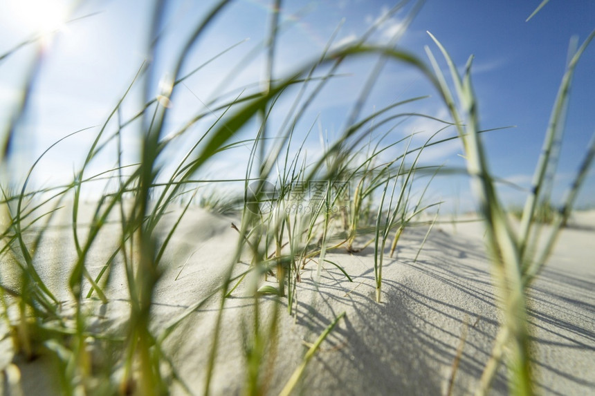 弗里西亚田园诗般的近距离观察沙丘上的沿海草地夏日的阳光下沙丘背斜克尼普桑图片