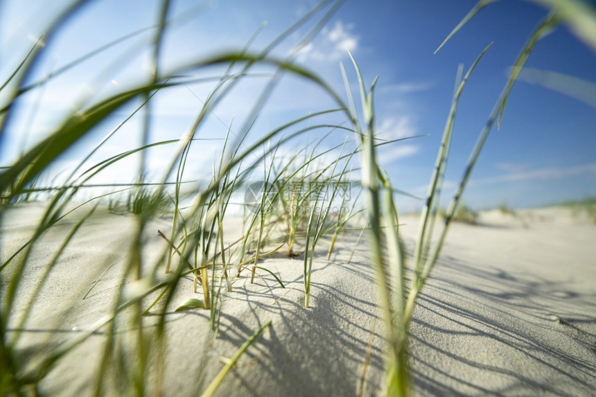 户外近距离观察沙丘上的沿海草地夏日的阳光下沙丘背斜海岸马拉姆图片