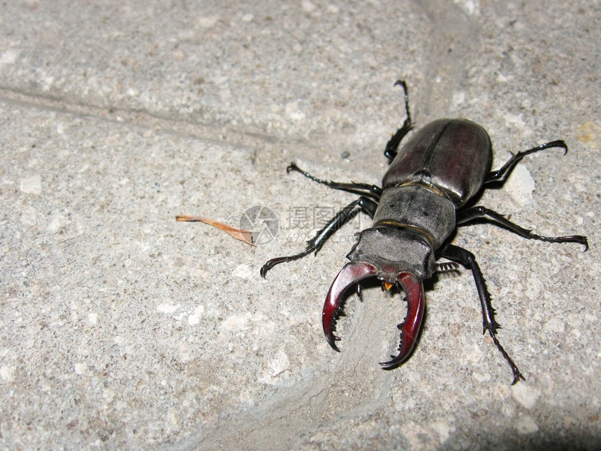 鞘翅目侵略红书中常见的甲虫稀有物种拉丁名39LucanusCervus39细节图片