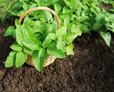 新鲜的生长芳香菜园绿化概念种植中鲜薄荷在花园的篮子朵种植中新鲜薄荷图片