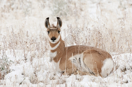雪地里的叉角羚图片