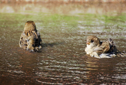 一种花园两只麻雀在大水坑里游来去公园图片