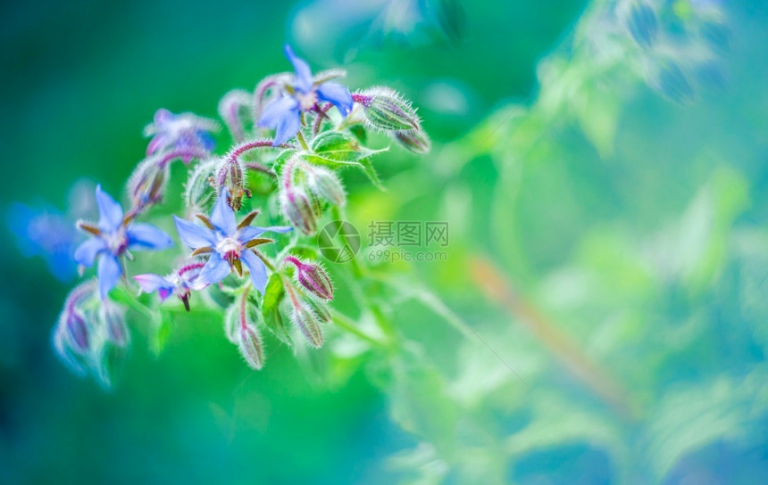 盛开厚朴紧贴波兰蓝花Boragoofficinalis又称向月花在模糊背景之上花朵图片