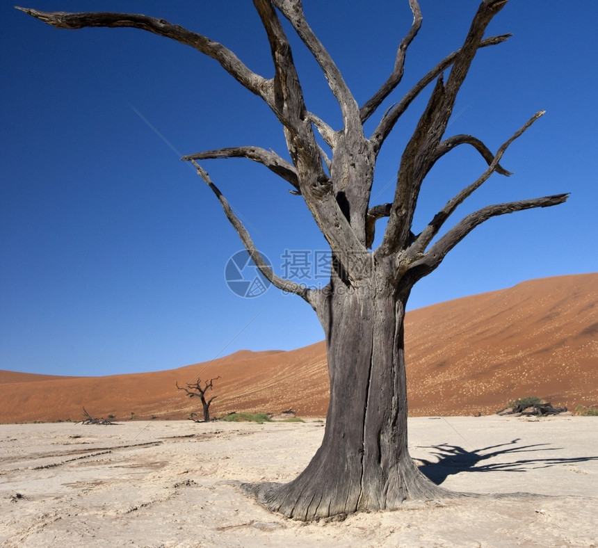 非洲纳米比亚布沙漠Sossusvlei附近Namib沙漠死盐盆分支机构索苏斯黎图片