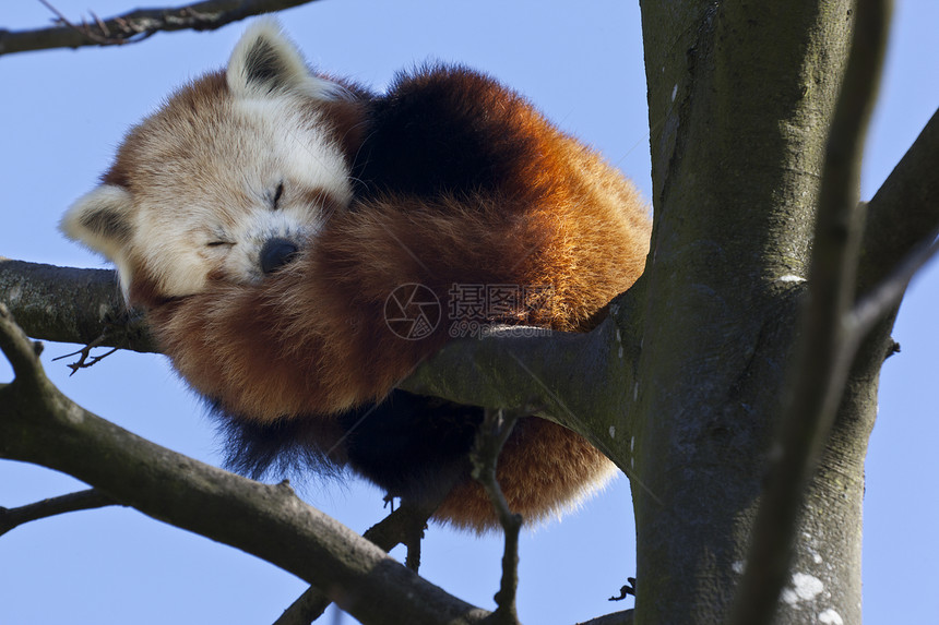 野生动物小熊猫图片