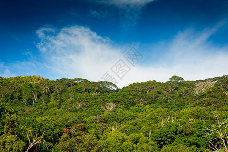 美丽的塞舌尔岛森林景观图夏天田园诗般的自然背景图片